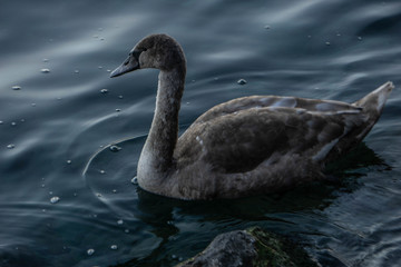 pato