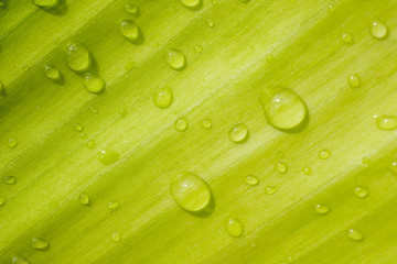 Fototapeta na wymiar drops of water on the leaves. green nature background