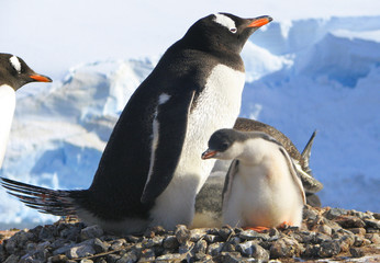 Gentoo Penguin & Chick