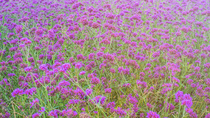 field of pink flowers