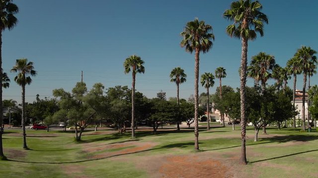 4K footage of palm trees in Long Beach, CA.