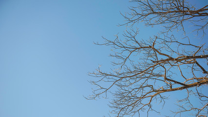 branches of a tree against blue sky
