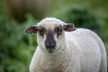 Young sheep posing for an animal  portrait