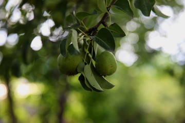 Unripe green pear on the branch. Organic pears grow in orchards