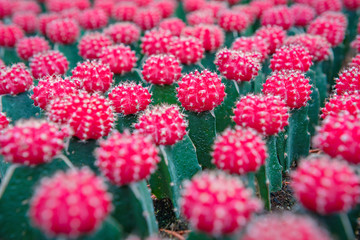 bouquet of flowers. cactus in full bloom