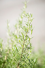Rosemary herbs.