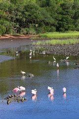 Naklejka premium South Carolina wildlife nature background.Scenic view with roseate spoonbills and white egrets between oyster beds in a salt marsh at Huntington Beach State Park.Litchfield, Myrtle Beach area, SC,USA.