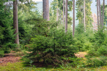 Young firs in pine forest