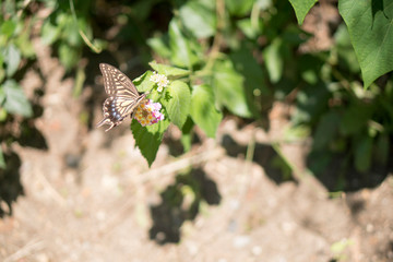Swallowtail butterfly on Lantana camara flowers.