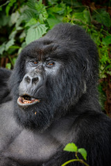 Gorilla silverback
