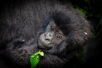 Gorilla baby