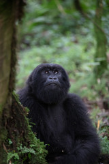 Gorilla
