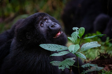 Gorilla looking up