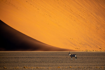 Fototapeta na wymiar Single oryx standing next to a massive sand dune at sunset. Sossusvlei, Namibia.