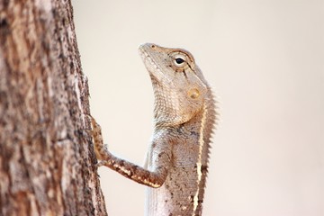 Garden Lizard
