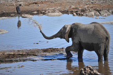 Elephant at a watering hole in Etosha National Park. Namibia.