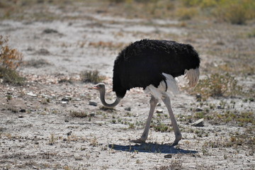 Ostrich walks on the savannah.