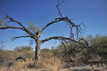 Dry tree in the desert. Namibia.