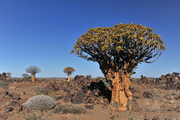 Aloe tree at sunset in the Namib desert.