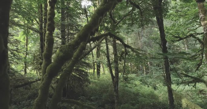 Reveal Of Temperate Rain Forest With Ferns And Moss