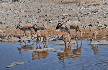 Animals in Etosha National Park in Namibia.