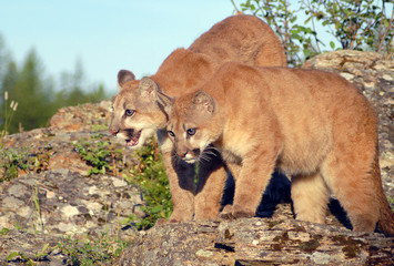 Mountain Lion Yearlings
