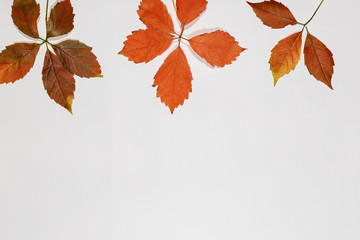 colorful autumn fall leaves maple isolated on white background