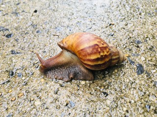 Big garden snail (Helix Aspersa) in shell crawling on ground 