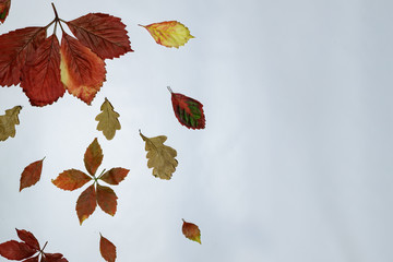 Fototapeta na wymiar colorful autumn fall leaves maple isolated on white background