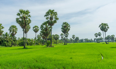 Rice paddy and sugar palm or toddy palm trees on paddy dike, nature view of rural area in Thailand 
