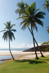 Brazylijska plaża z palmami - obrazy, fototapety, plakaty