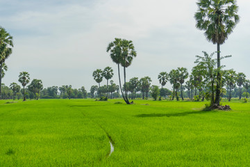 Rice paddy and sugar palm or toddy palm trees on paddy dike, nature view of rural area in Thailand 