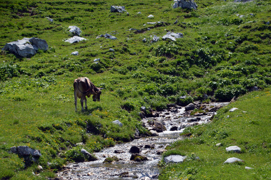 Kuhherde am Gletscherbach