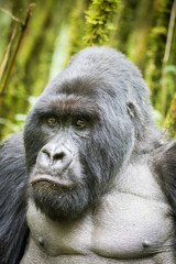 Obraz premium Gorilla