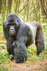Gorilla