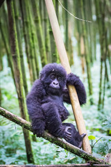 Obraz premium Gorilla baby