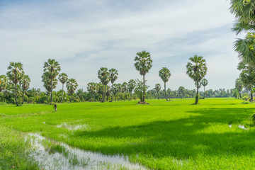Rice paddy and sugar palm or toddy palm trees on paddy dike, nature view of rural area in Thailand 
