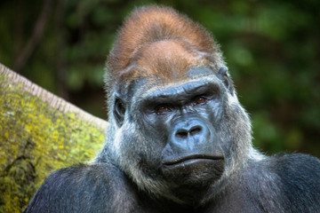 Western lowland gorilla