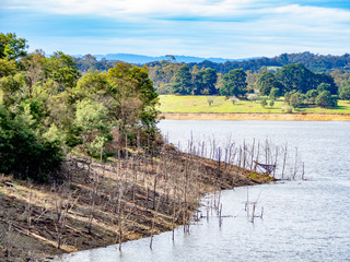 Dead Forest On Bank