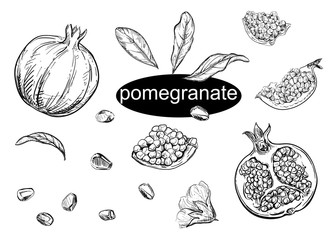 Detailed hand drawn ink black and white illustration set of pomegranate, leaf, flower, grain. sketch. Vector.