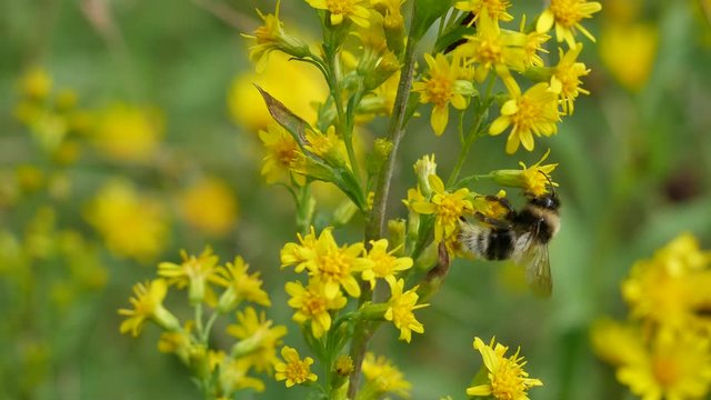 The bumblebee on yellow flower eats nectar.