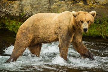 Grizzly