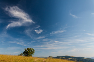 Fototapeta na wymiar Field over an hill ,tree and deep blue sky with clouds