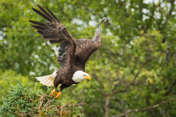 Eagle in flight