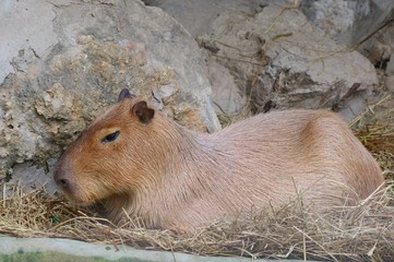 Cute capybara lying in the farm. Animal concept.