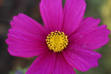 Fototapeta premium コスモス