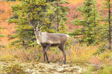 Caribou