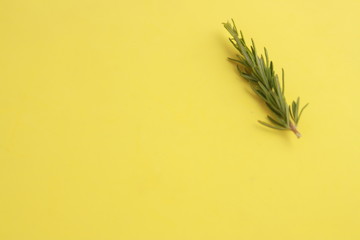 pretty branch of rosemary in colorful background