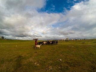 Sheep Farming in open field
