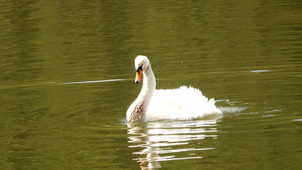 Beautiful white swan swims in the pond
